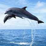 dolphins